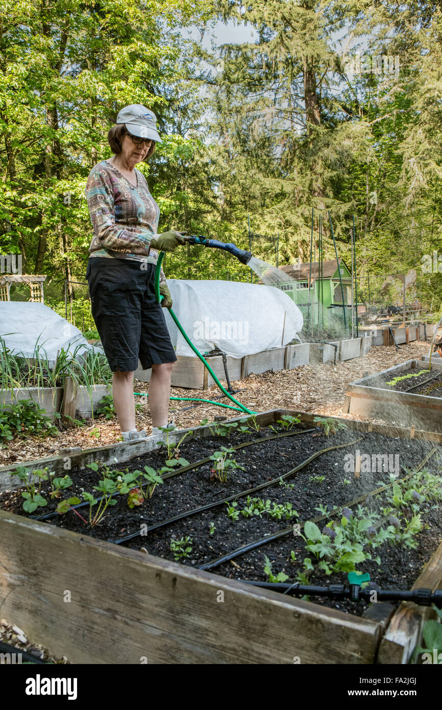 Woman handwatering her raised bed garden after planting starts and seeds in Issaquah