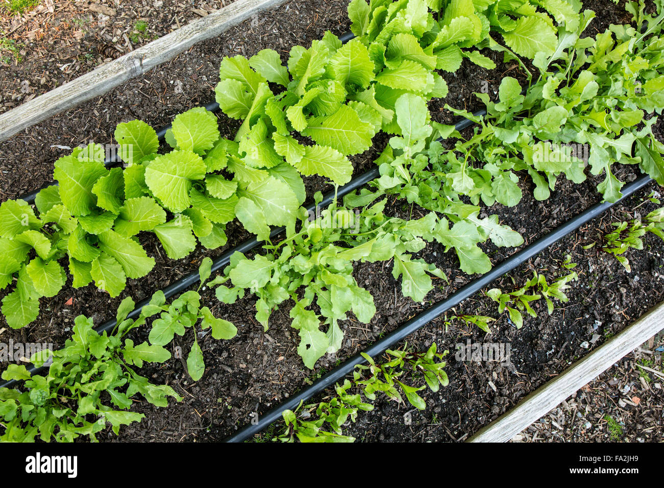 Mustard greens, beets and lettuce growing from seed in springtime in a