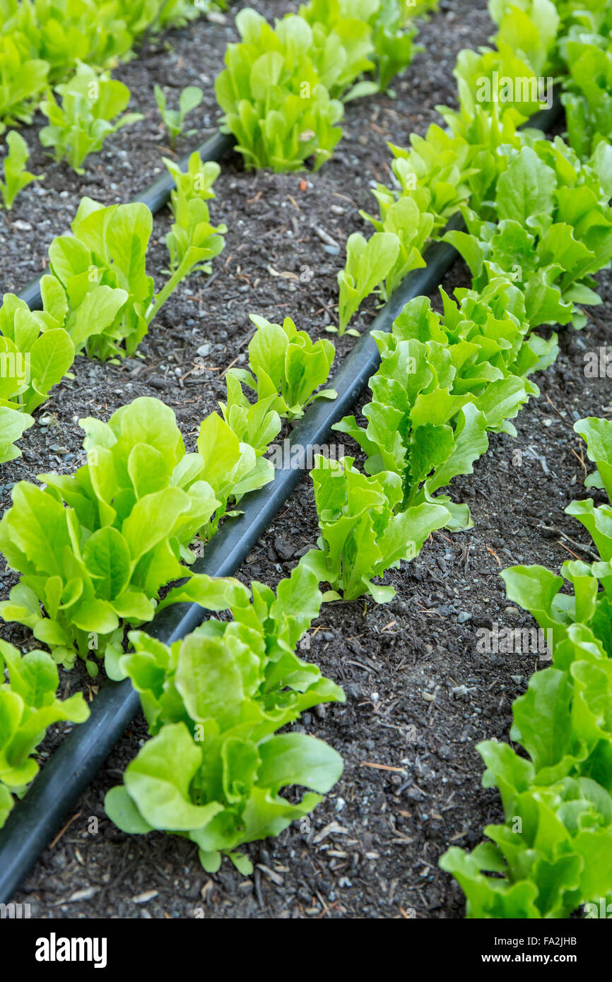 Young Valmaine lettuce plants growing from seed that need to be thinned, in Issaquah, Washington, USA.  Planting the seeds close Stock Photo