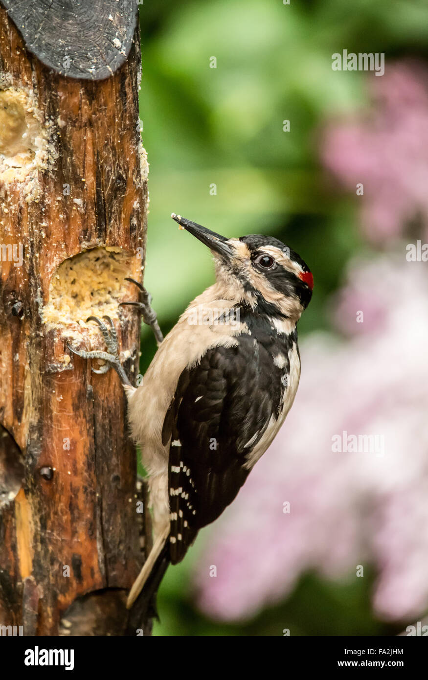 Male Hairy Woodpecker eating from a log suet feeder in Issaquah
