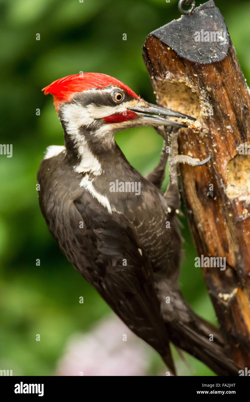 Western Washington Usa United States Bird Pileated Woodpecker Eating