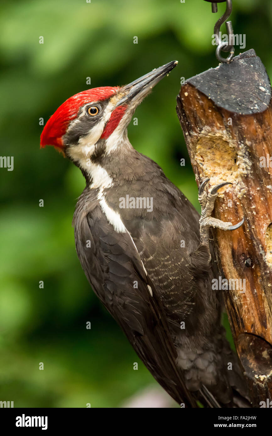 Western Washington Usa United States Bird Pileated Woodpecker Eating