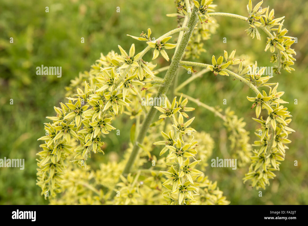 False Hellebore or Green False Hellebore wildflowers in Mount Rainier National Park, Washington, USA. Stock Photo