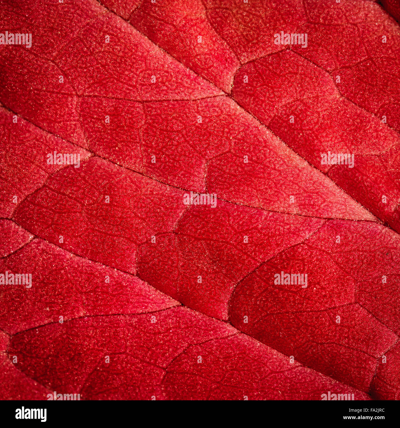 red leaves background, textures Stock Photo - Alamy