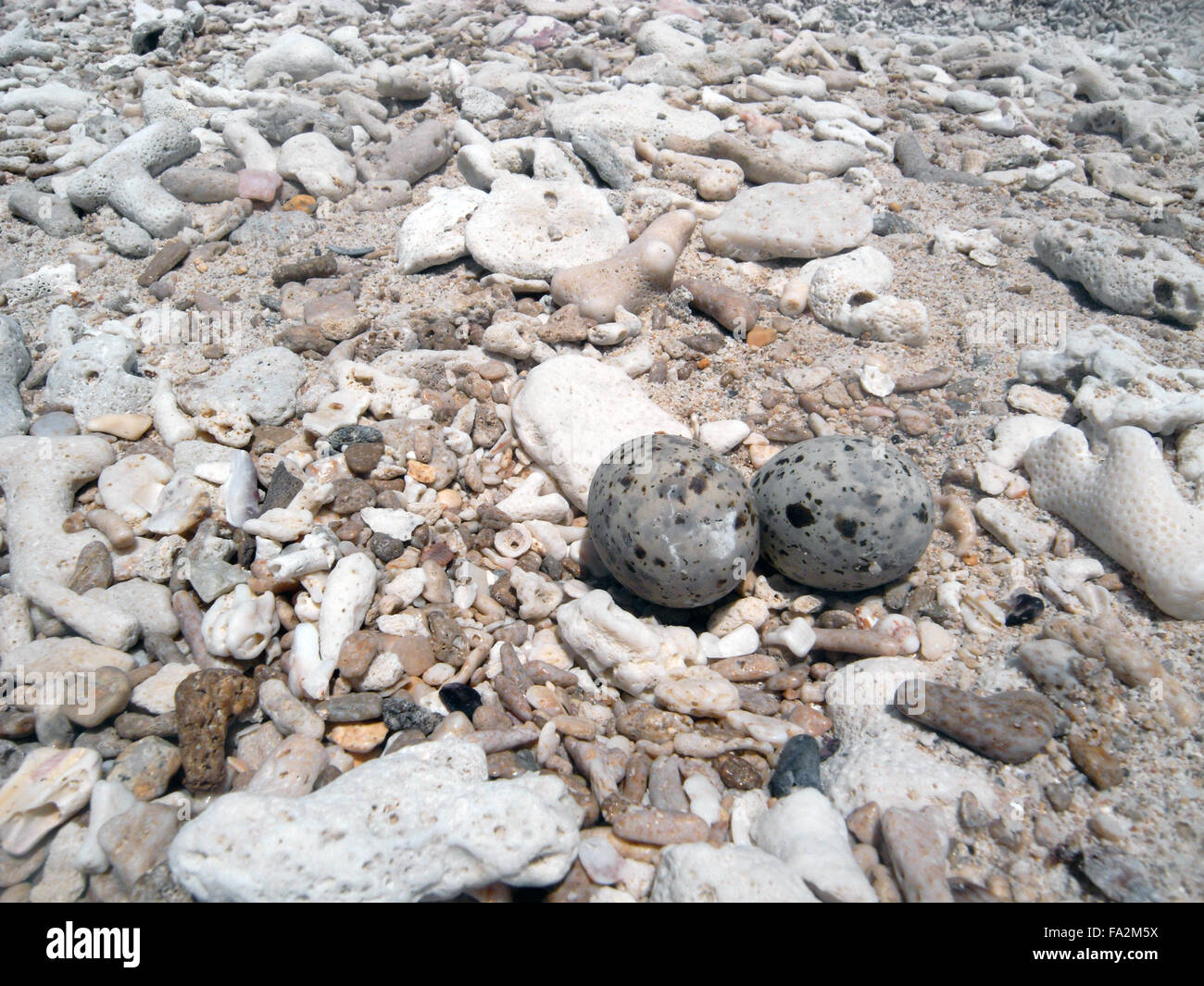 Little Tern (Sternula albifrons) eggs on coral rubble beach, Coombe Island, Family Islands National Park, Great Barrier Reef Stock Photo