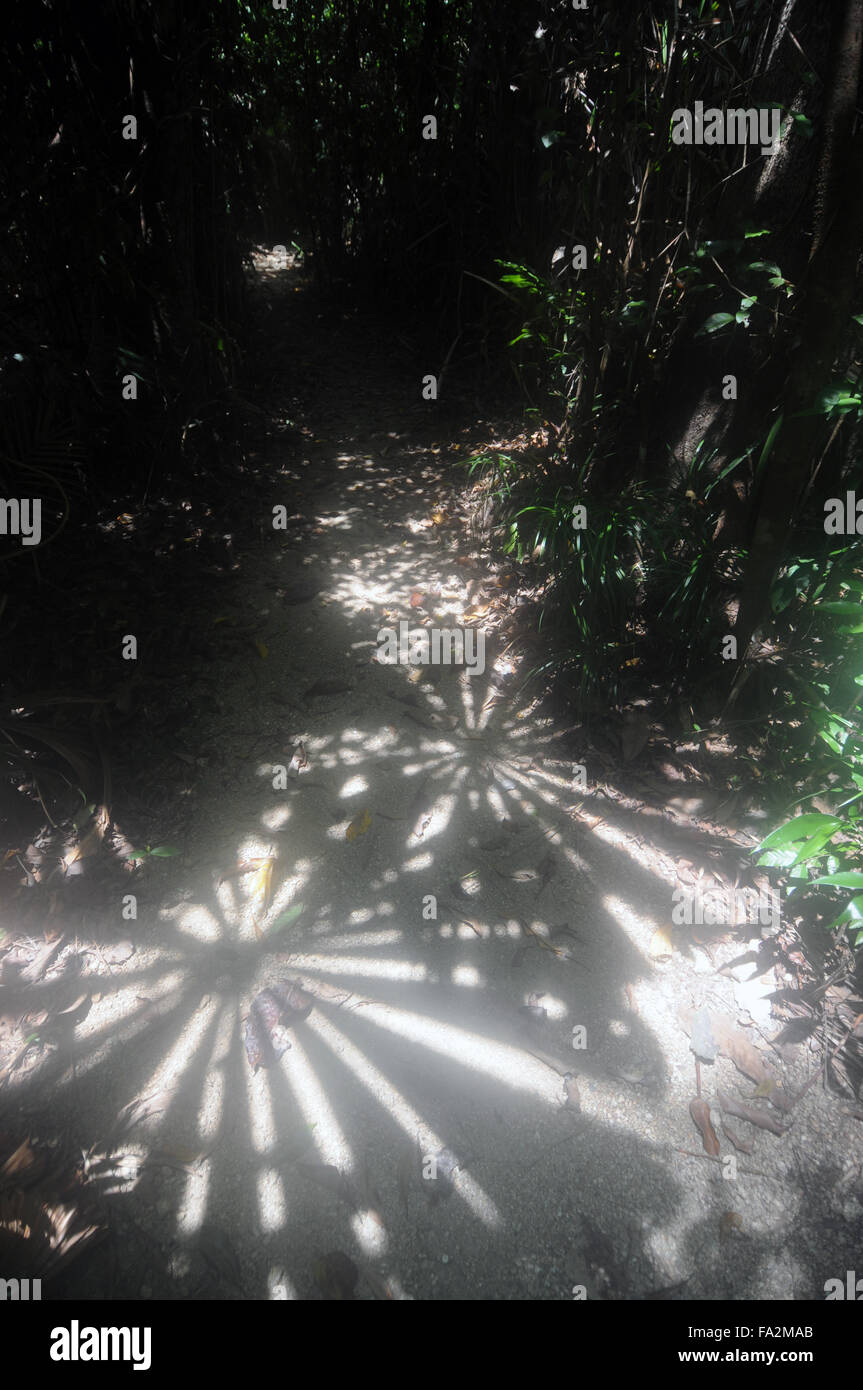 Shady track through rainforest with Licuala fan palms, near Mission Beach, Queensland, Australia Stock Photo