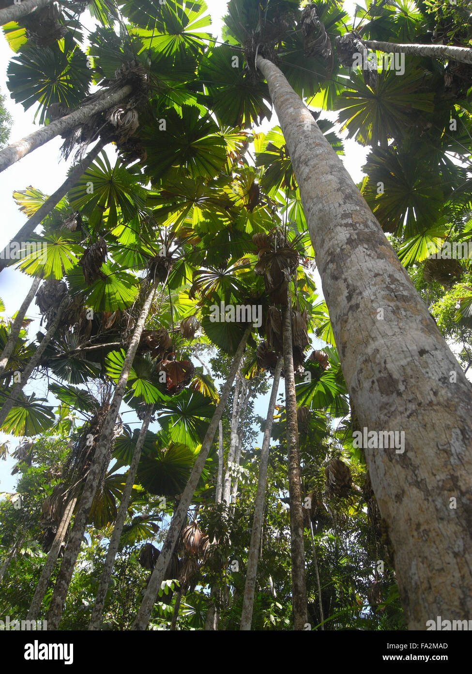 Rainforest canopy with Licuala ramsayii fan palms, Djiru National Park, Mission Beach, Queensland, Australia Stock Photo