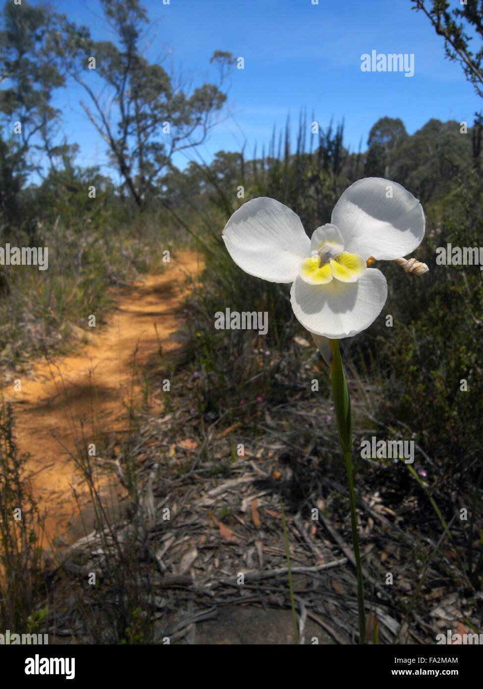 Native white iris (Diplarrena moraea) flowering beside Three Capes Track, Tasman Peninsula, Tasmania, Australia Stock Photo
