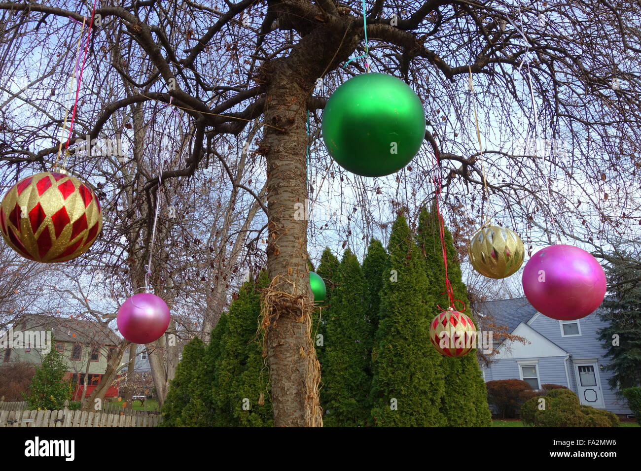 Christmas ornaments hanging on a Weeping Cherry tree Stock Photo