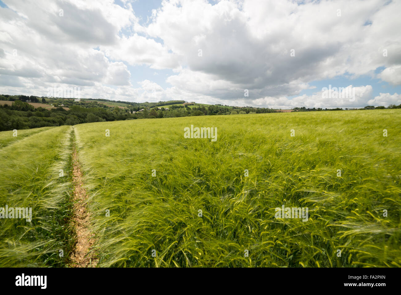 wheat field with tracks from tractor on the way to goal Stock Photo - Alamy