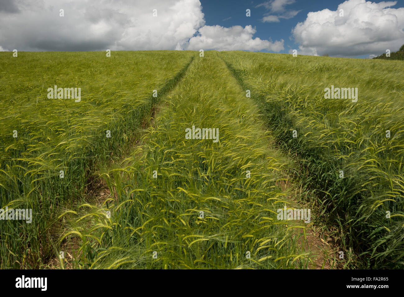wheat field with tracks from tractor on the way to goal Stock Photo - Alamy