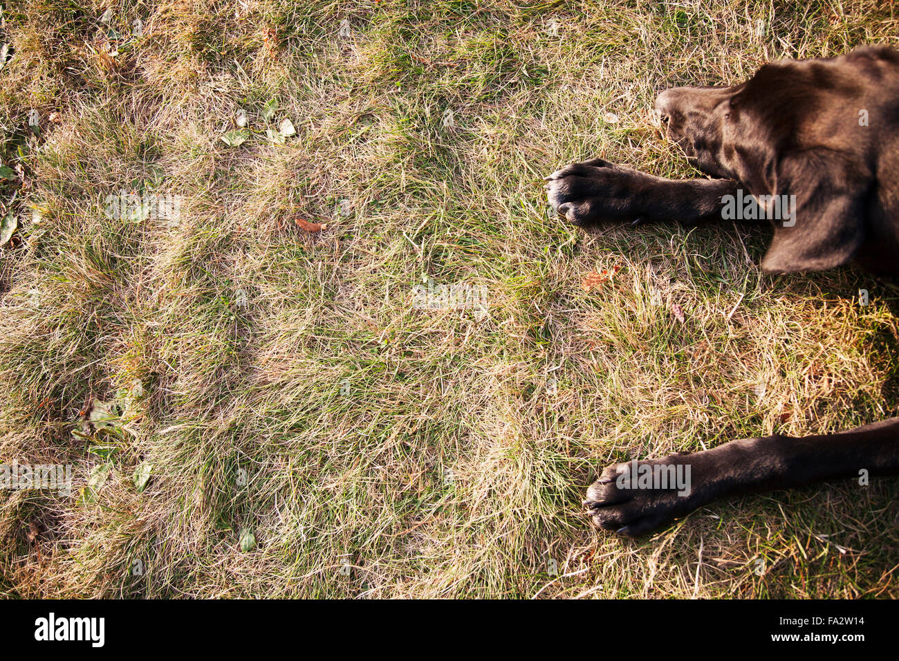 Dog at park Stock Photo - Alamy