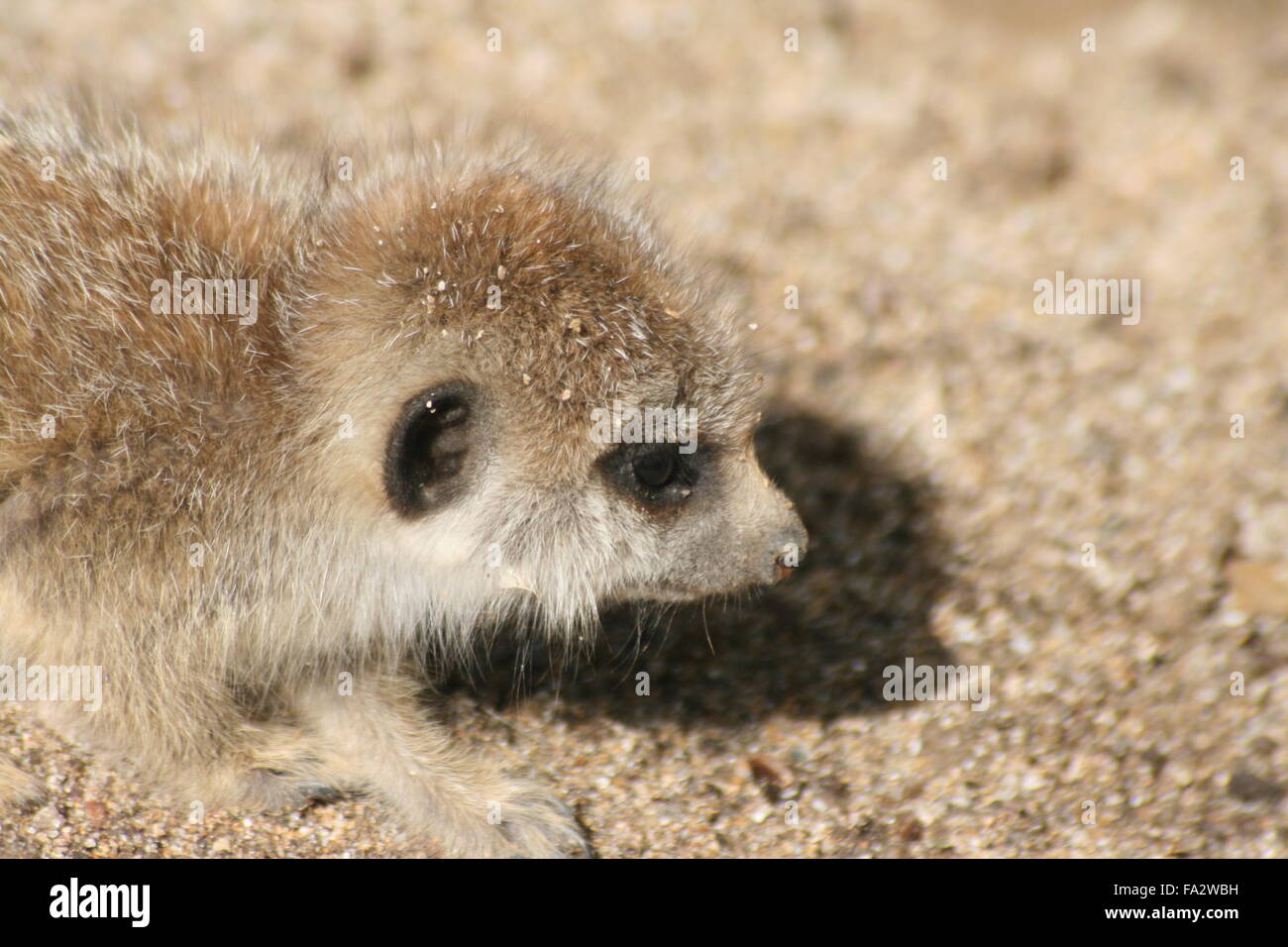 portrait of a Baby meerkat Stock Photo