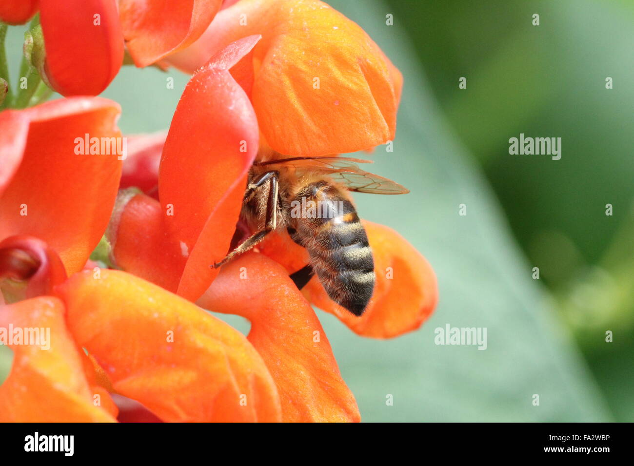 Honey bee collecting nectar Stock Photo