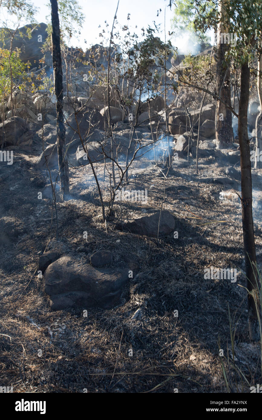 Smoldering vegetation after bushfire Stock Photo