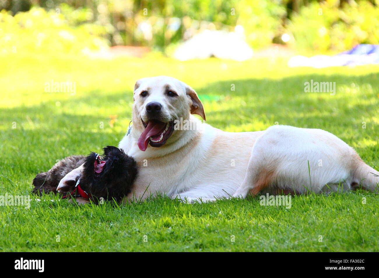 Labrador shih best sale tzu