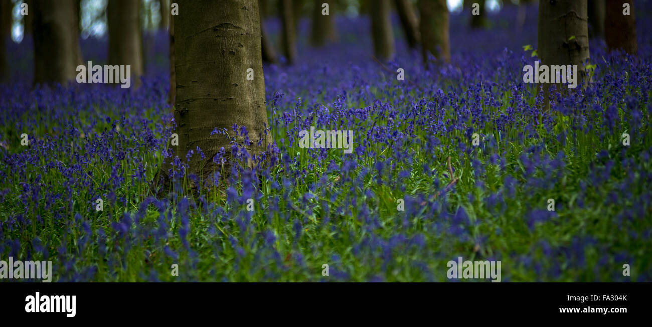 Bluebells in a wood, Boxford, West Berkshire, UK Stock Photo