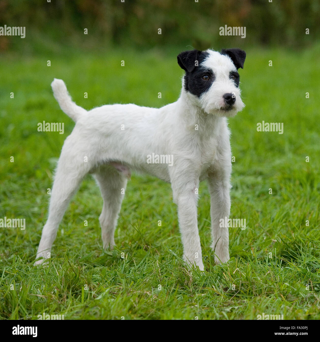 russell terrier black and white