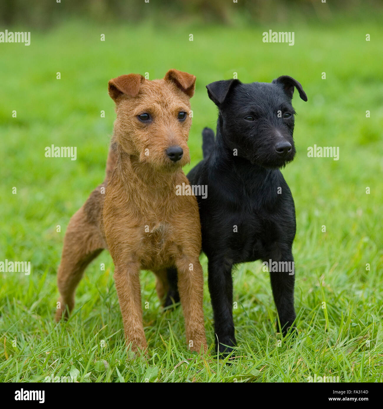 Lakeland Terrier High Resolution Stock Photography And Images Alamy
