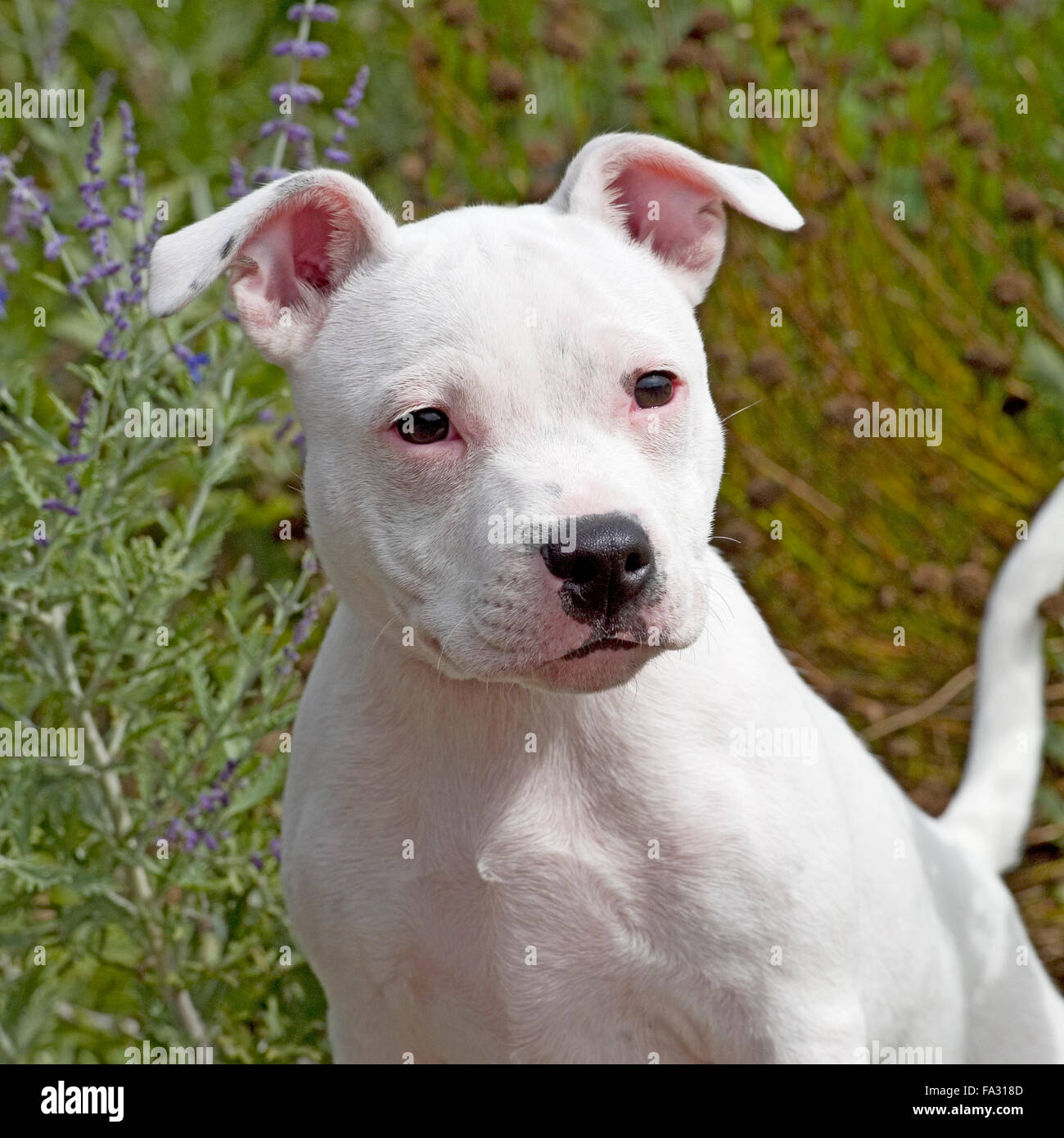White Staffordshire Bull Terrier High Resolution Stock Photography and