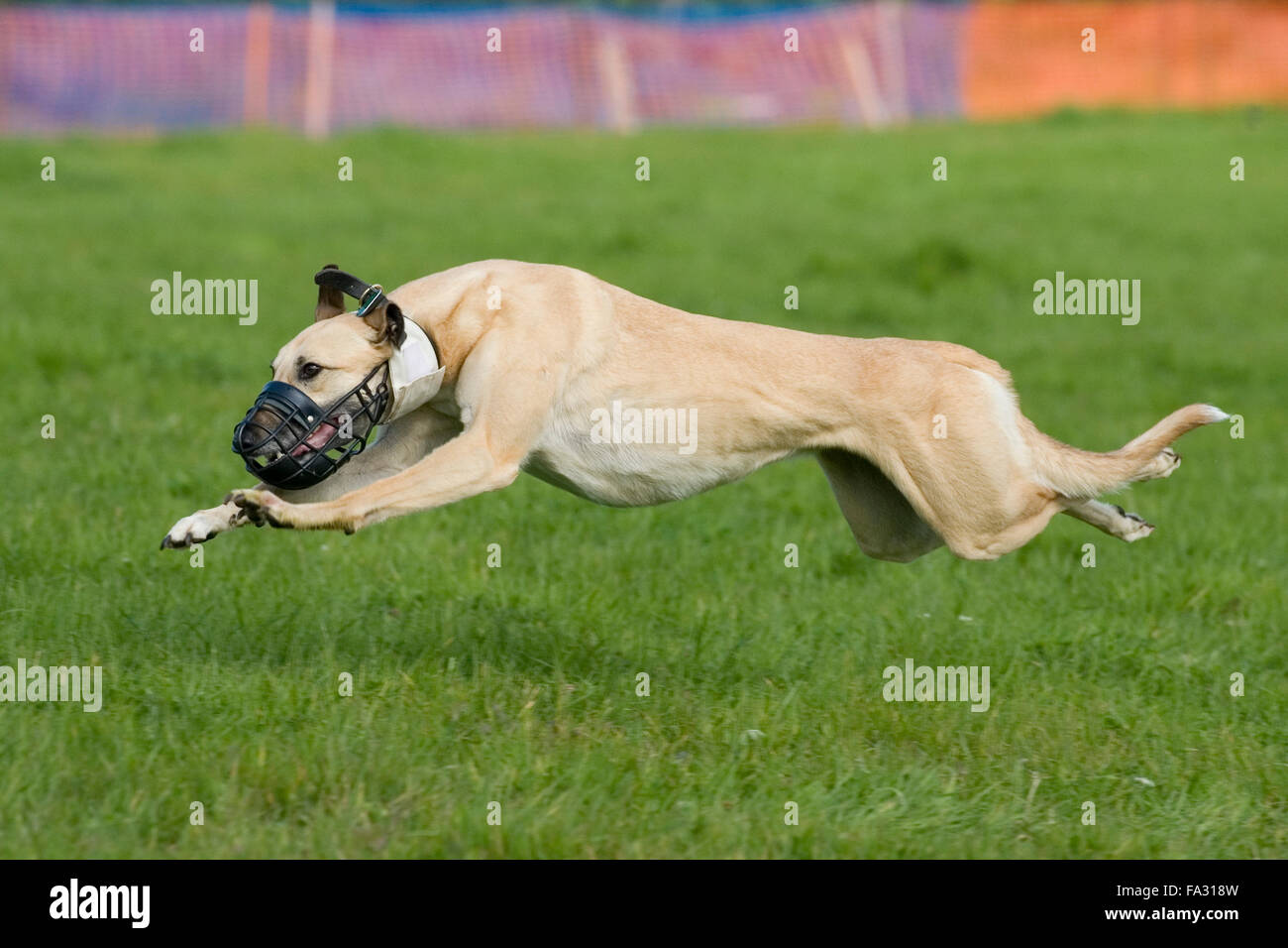 lurcher racing Stock Photo