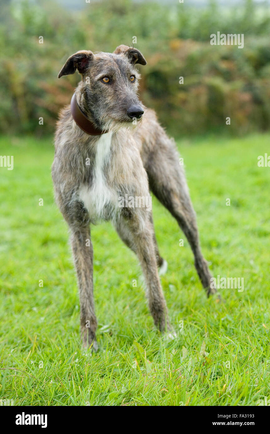 Broken coated lurcher hi-res stock photography and images - Alamy