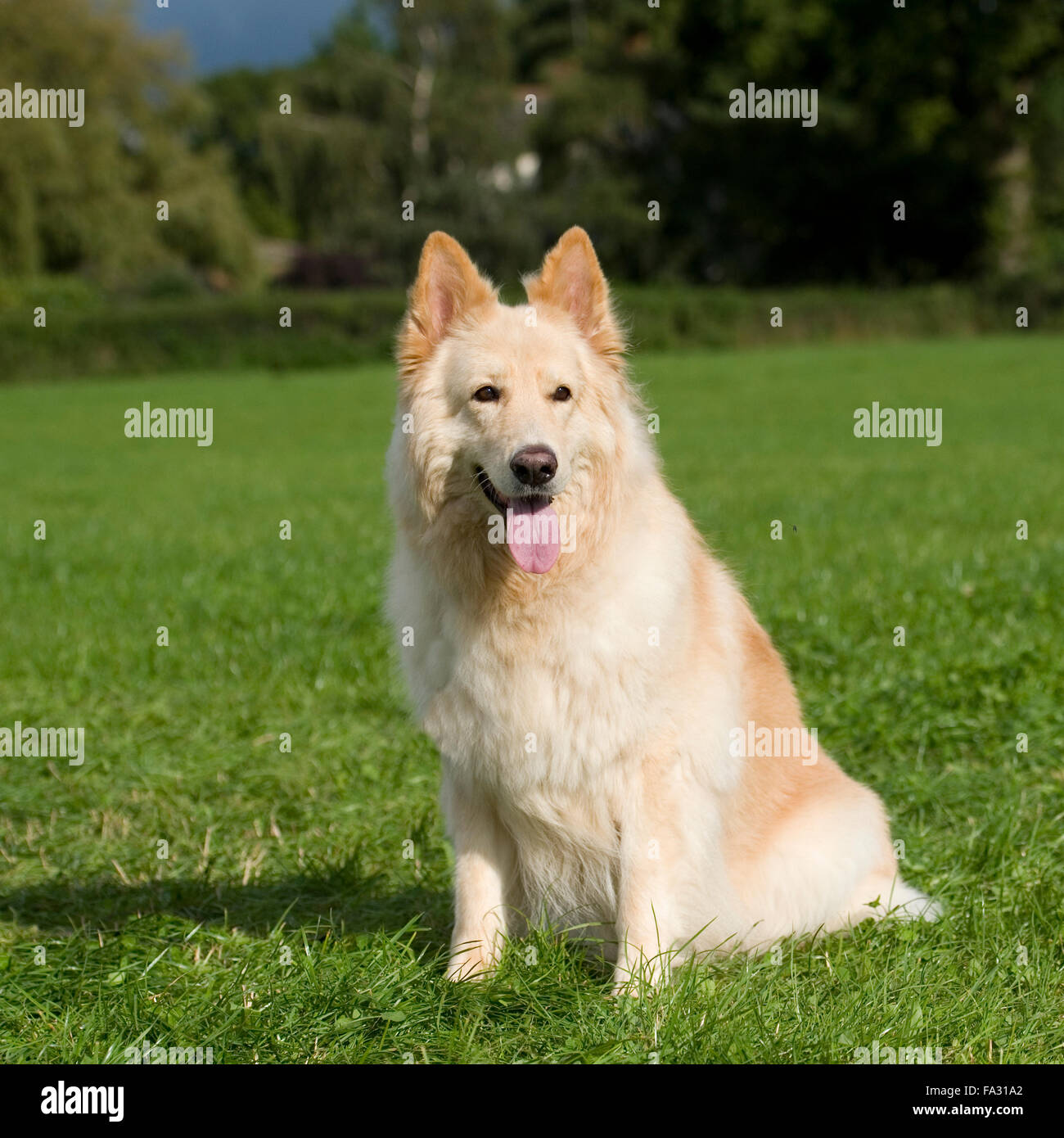 white shepherd dog Stock Photo