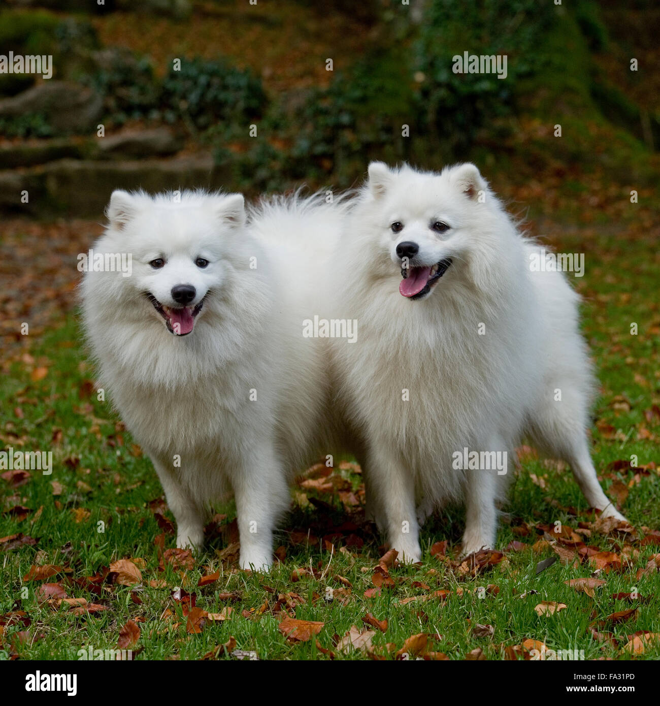 japanese spitz, American Eskimo dogs Stock Photo