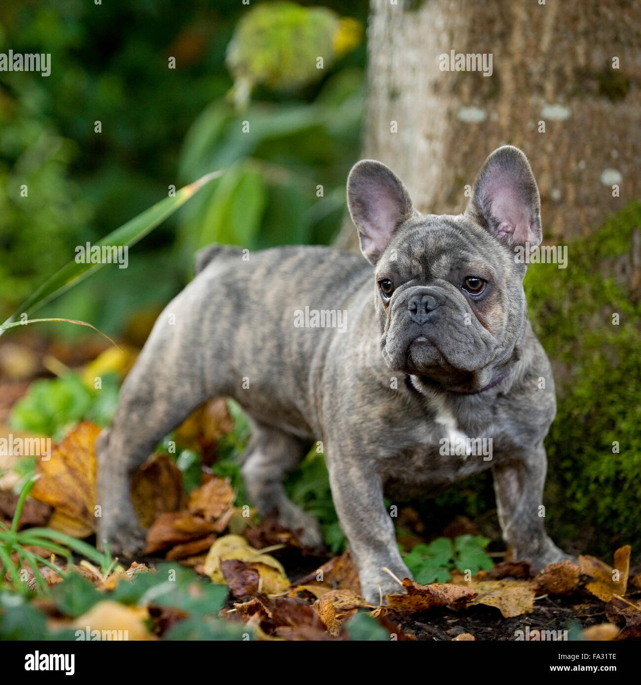 grey and black french bulldog