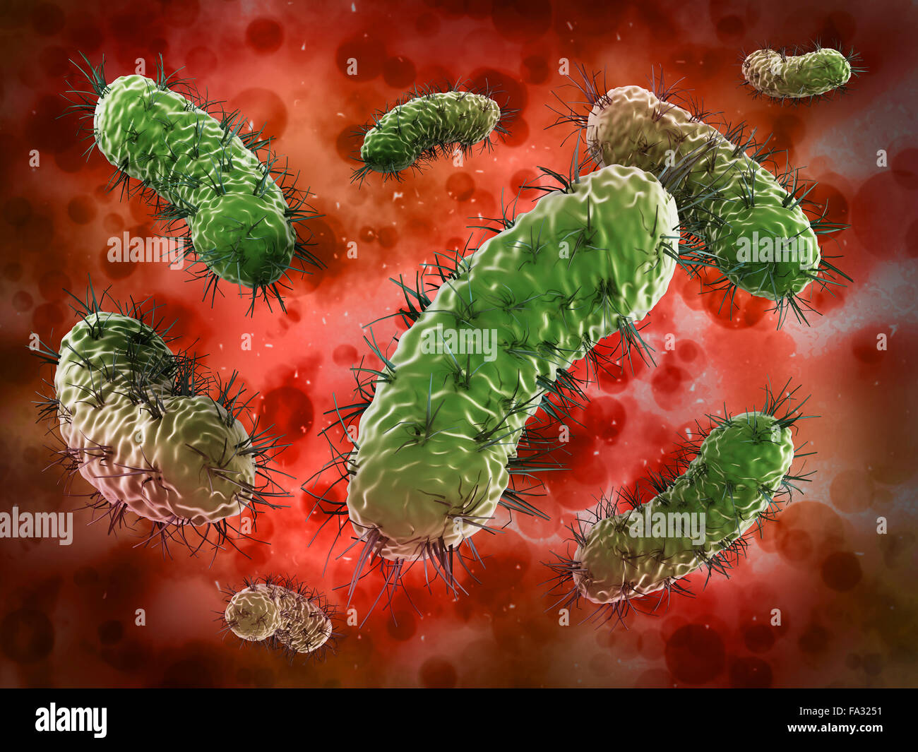 Bacteria Under Microscope Hi res Stock Photography And Images Alamy