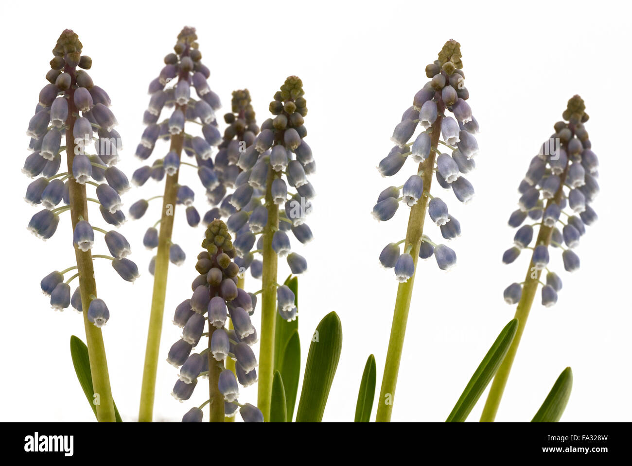 Starch Grape Hyacinth (Muscari neglectum) blossoms, macro shot Stock Photo