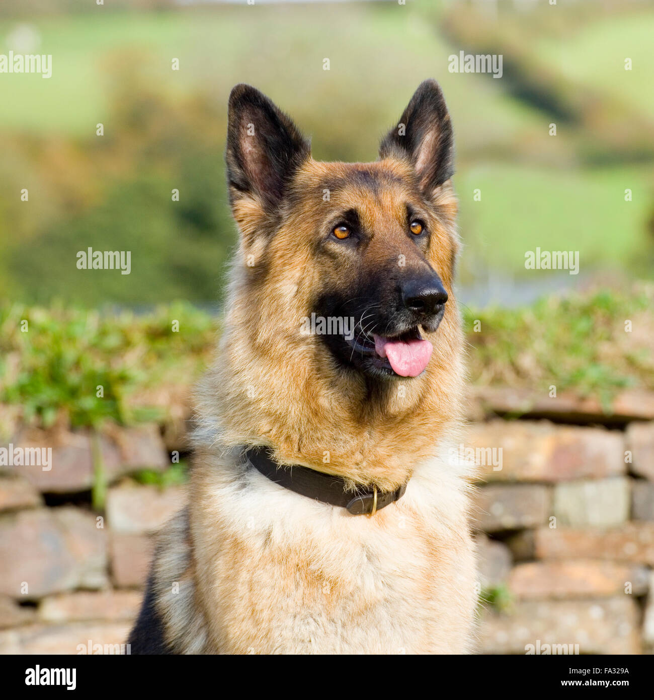 51 HQ Images German Shepherd Puppies Scarborough Maine / Select Shepherds Expect No Less Accept No Less