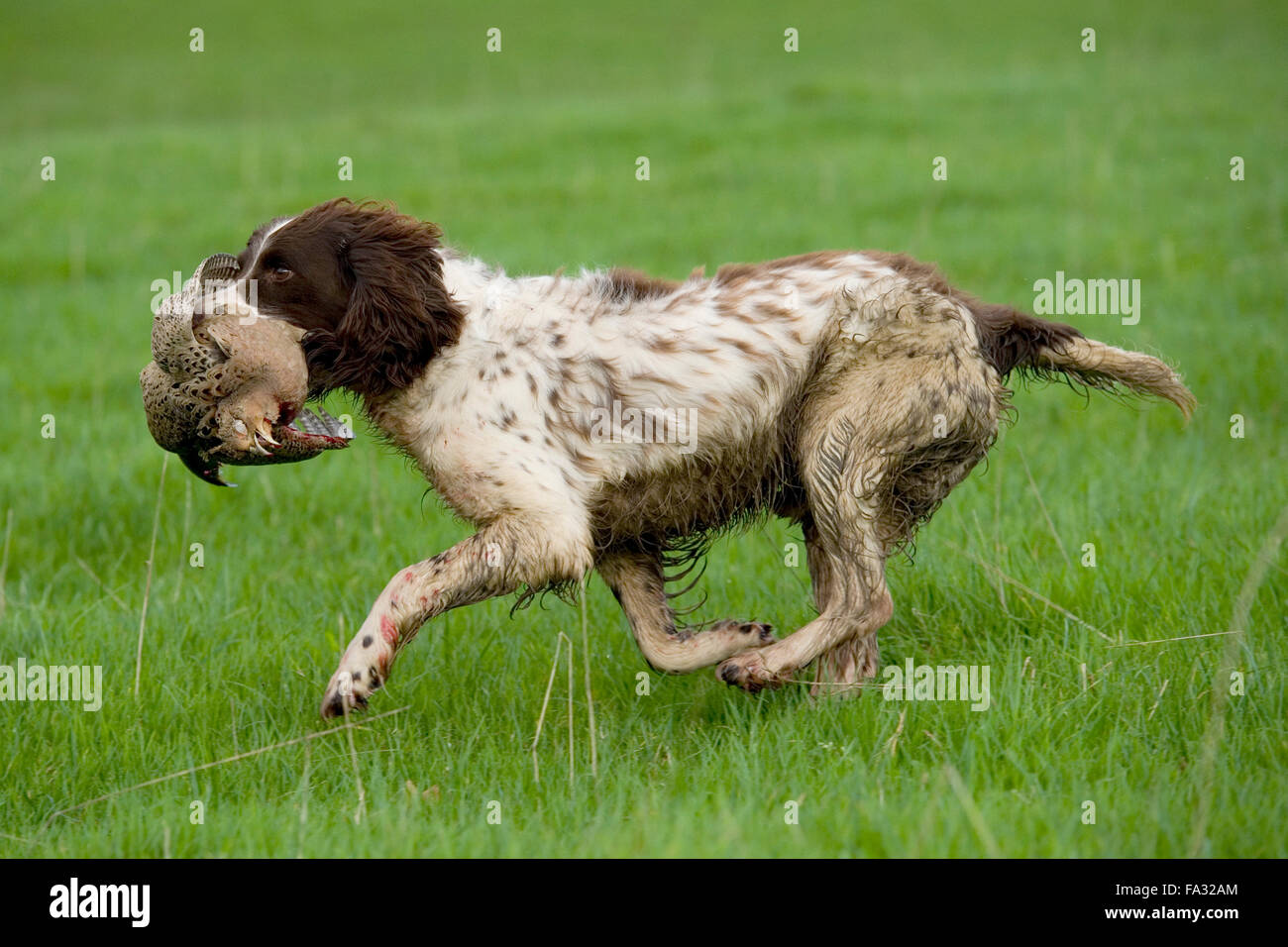 English springer spaniel retrieving bird hi-res stock photography and ...