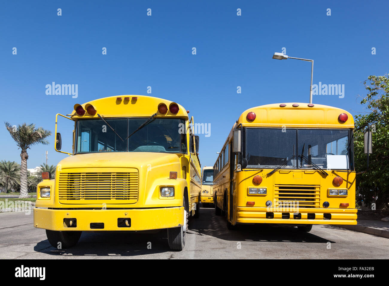 Yellow school buses Stock Photo Alamy