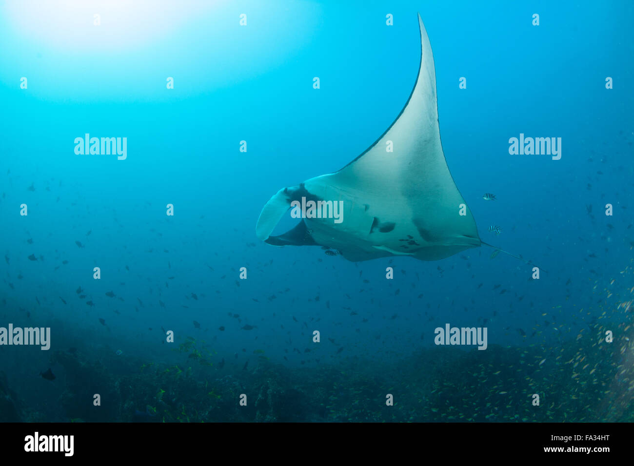 A giant manta ray swimming elegantly Stock Photo