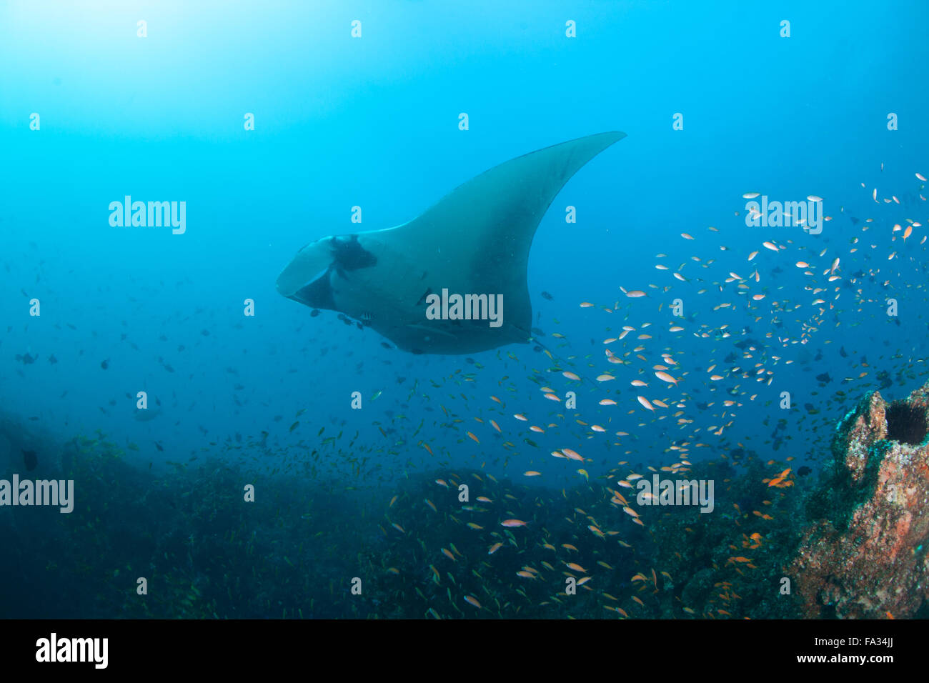 A giant oceanic manta ray at a cleaning station Stock Photo