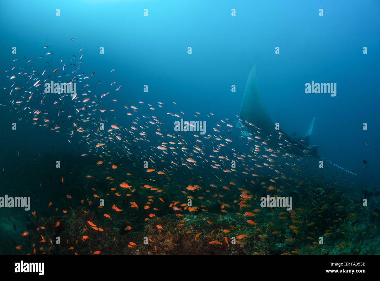 A giant oceanic manta ray at a cleaning station Stock Photo