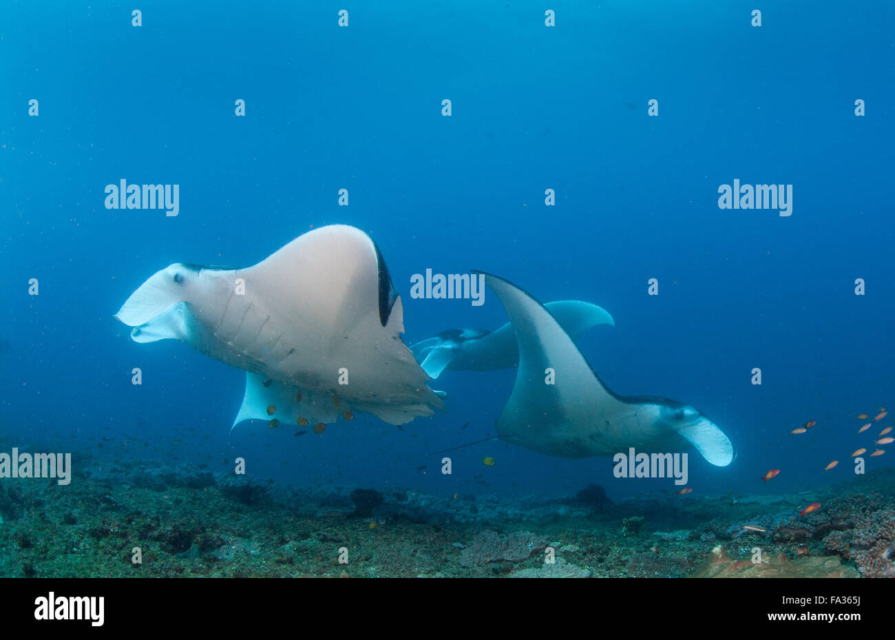 A group of manta rays Stock Photo Alamy