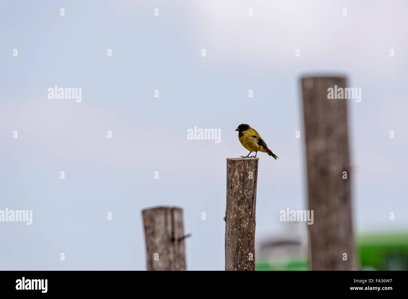 A Baglafecht Weaver perched on a post in Ethiopia's Jemma Valley Stock Photo