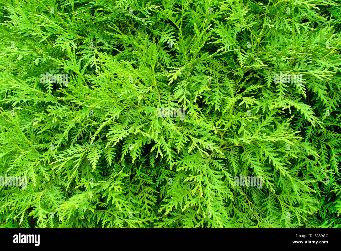 the image shows a green thuja occidentalis background Stock Photo