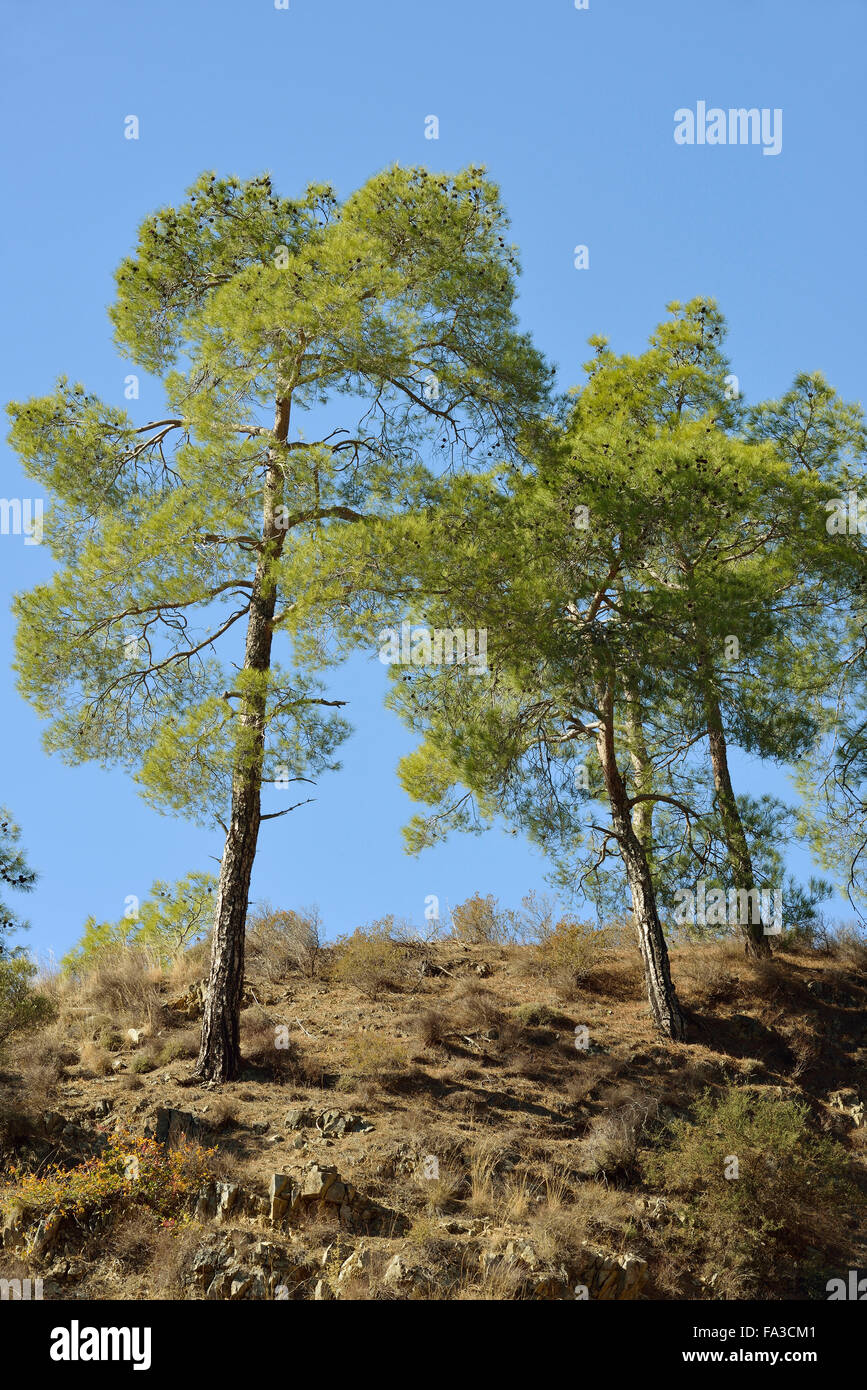 Calabrian or Turkish Pine Trees - Pinus brutia Troodos Mountains, Cyprus Stock Photo