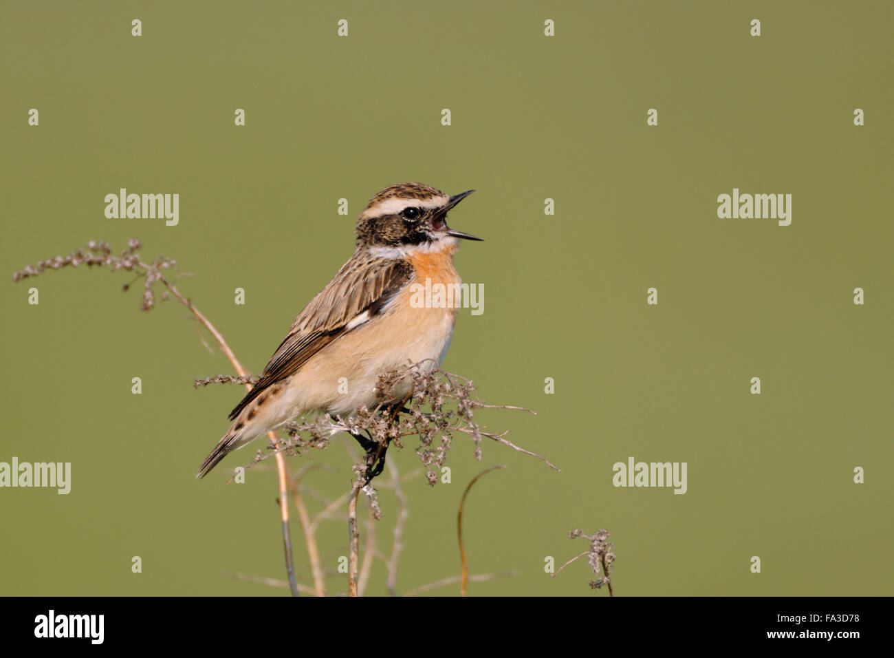 Whinchat / Braunkehlchen ( Saxicola rubetra ) perched on dry twigs in front of clean green background, sings its courtship song. Stock Photo
