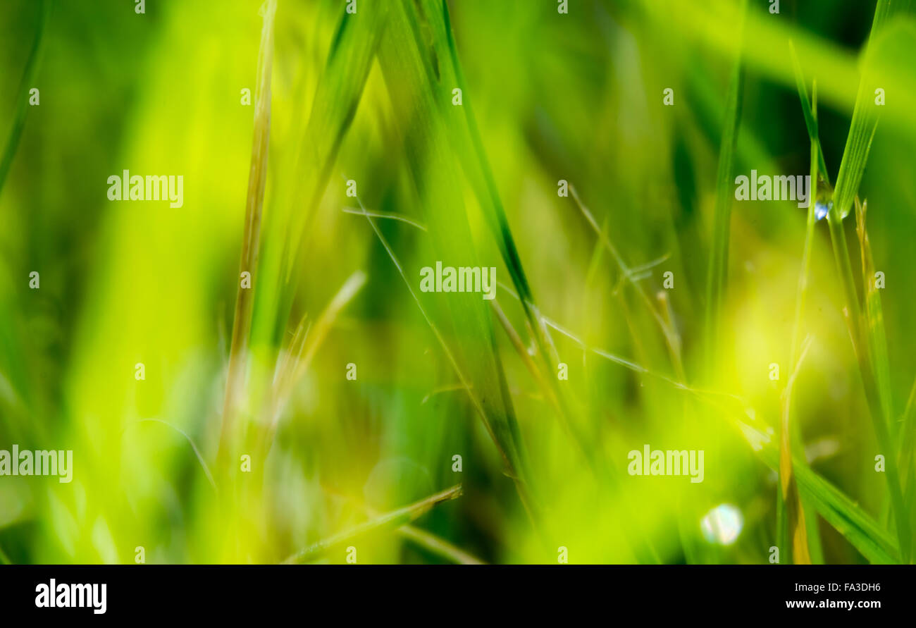 Sunny and blurry, green and yellow abstract with dew drops grass  background. Large with a small depth of field Stock Photo - Alamy