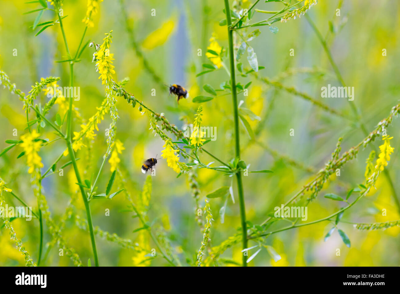 Bumblebees collect nectar on the yellow flowers on a background of blurred yellow flowers. Small depth of field Stock Photo