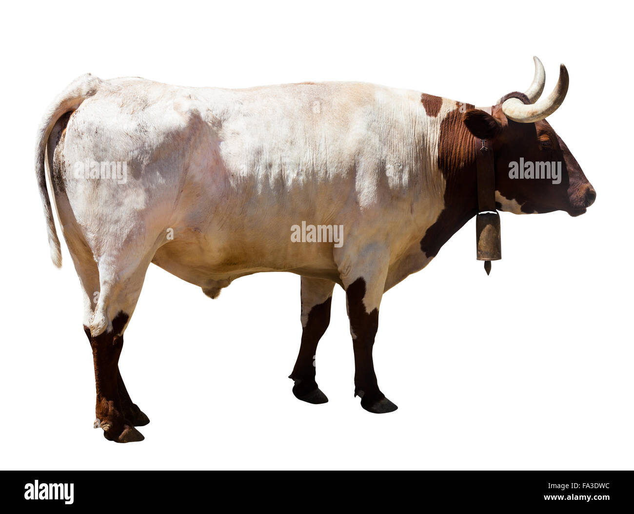 Adult white and brown bull, isolated over white background Stock Photo