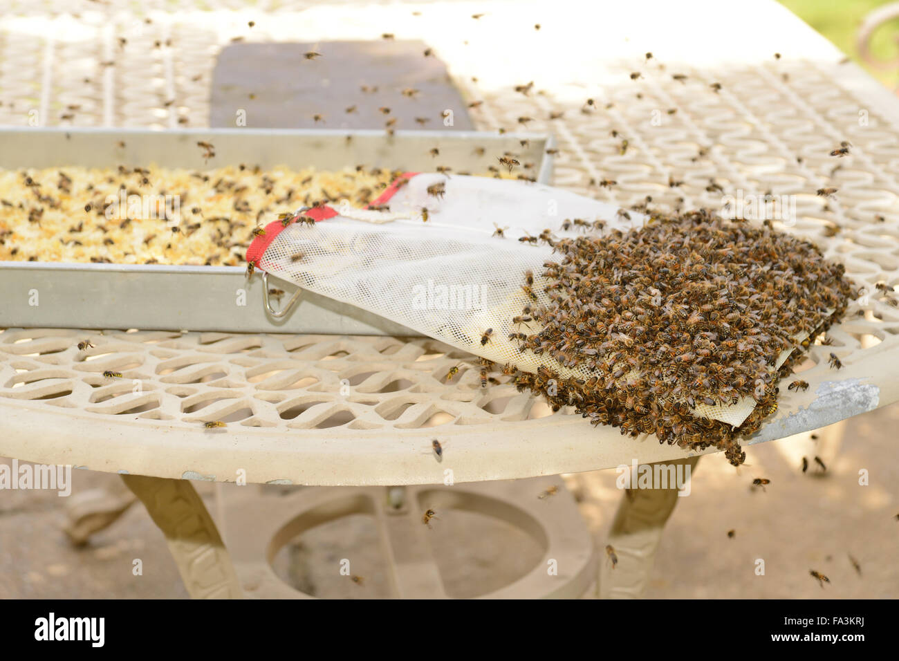 Honey bees cleaning up the beeswax bag that sits inside the honey extractor Stock Photo