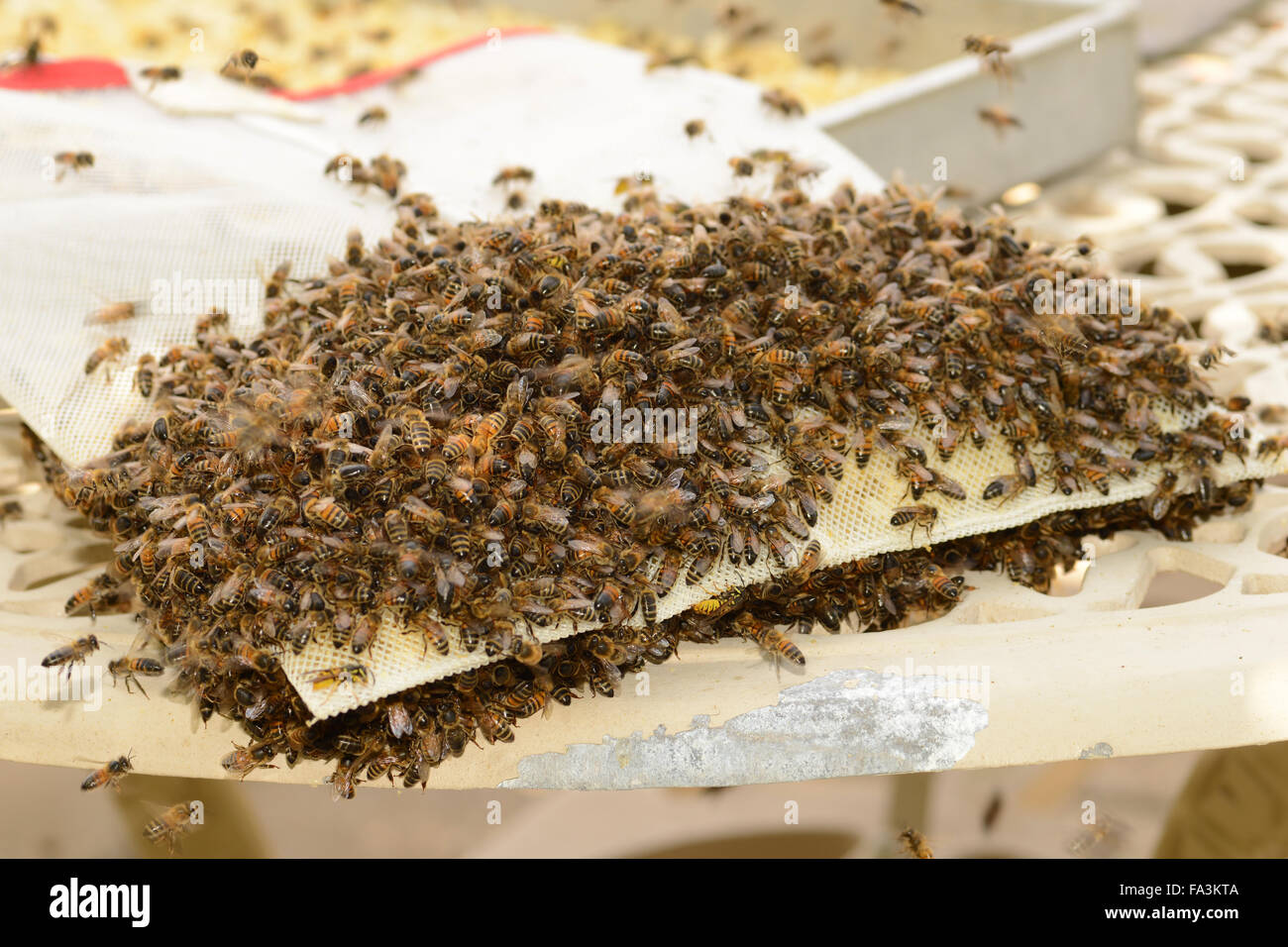 Honey bees cleaning up the beeswax bag that sits inside the honey extractor Stock Photo