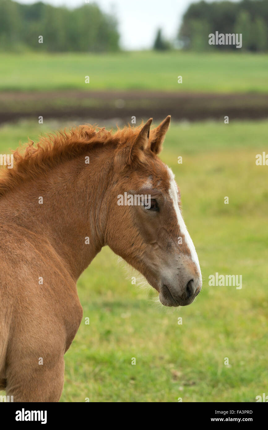 Heavy draft horse Lithuania endangered breed rare Stock Photo