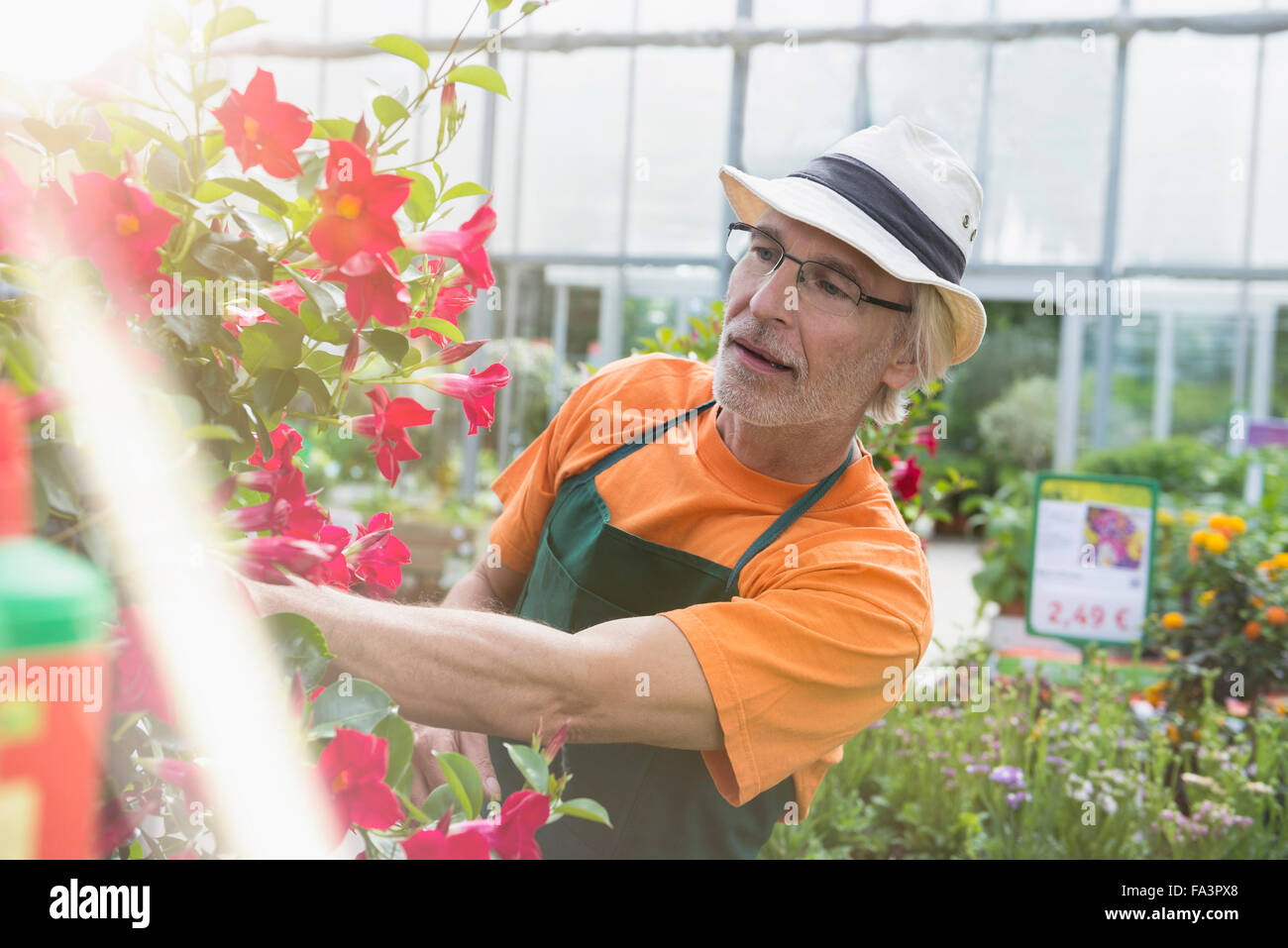 Male gardener looking at plant in greenhouse, Augsburg, Bavaria