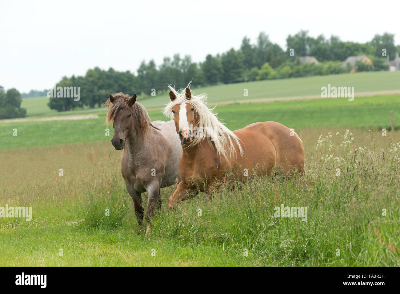 Heavy draft horse Lithuania endangered breed rare Stock Photo